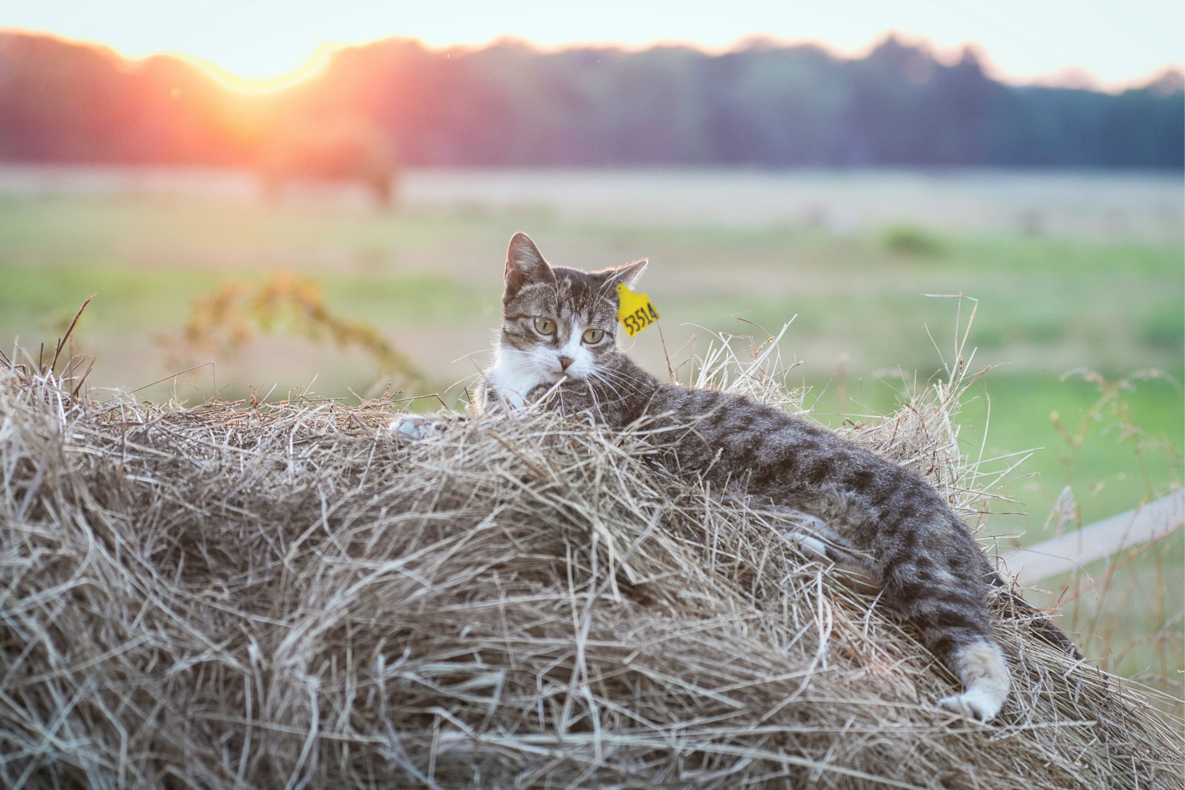 Home page organic cat meat